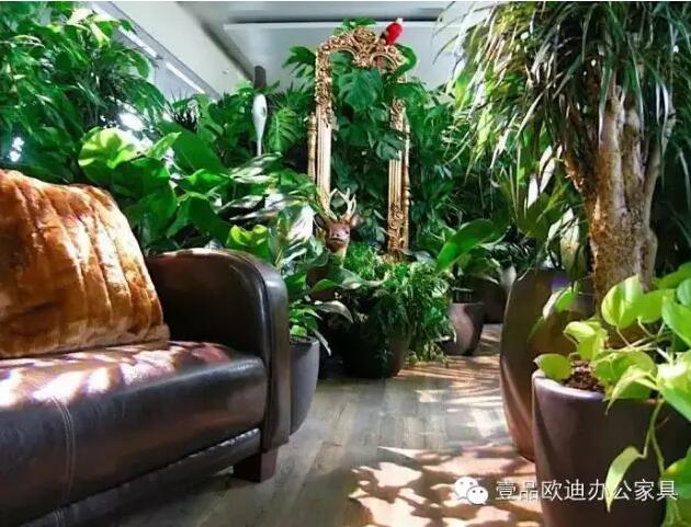 為什么辦公室里一定要養植物？-壹品歐迪辦公家具